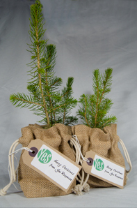 Christmas Tree saplings